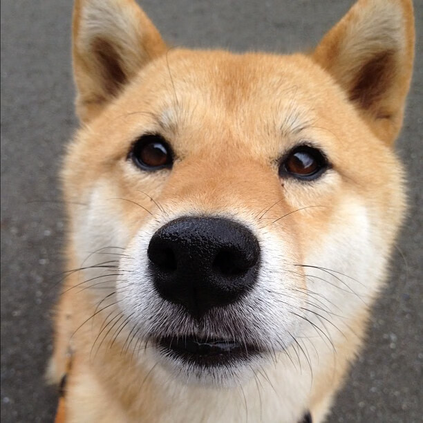 开云体育入口-绝境铸就传奇,字母哥末节20分撕碎热火铁血防线