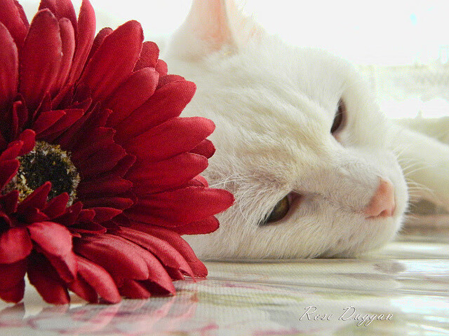 开云-独舞与交响，塔图姆的悲壮50分与魔术的团队晋级之路