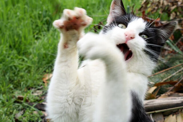 绞索之下,独舞,当公牛的防守沦为小贾伦一人的空旷舞台