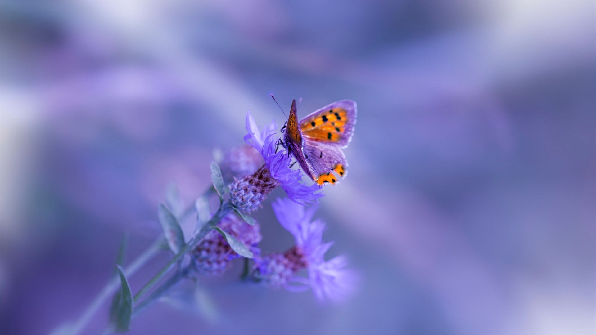 开云体育入口-意甲焦点战之夜，当飓风对撞时，他是唯一的工笔画师