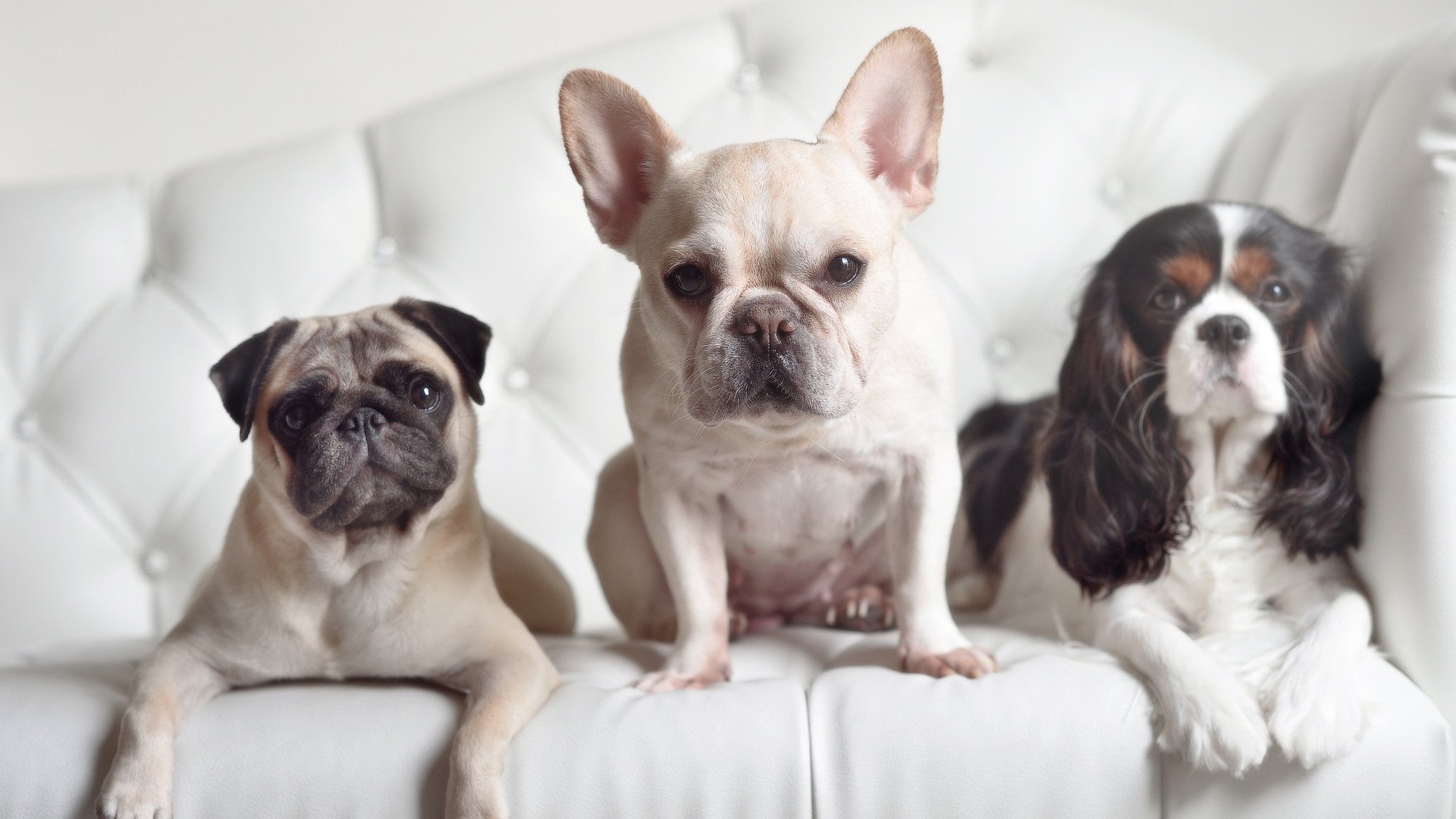 绿茵棋手，英格拉姆在美加墨之夜的一手胜负