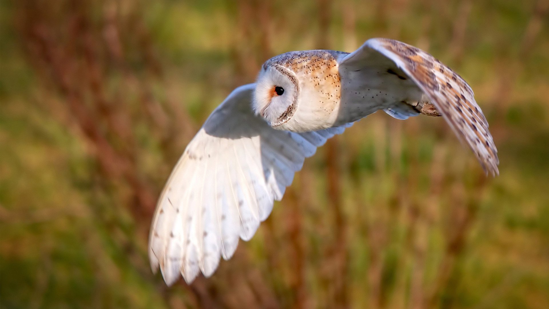 开云APP-赛道与球场，篮网冲垮魔术，布克在F1争冠中接管比赛