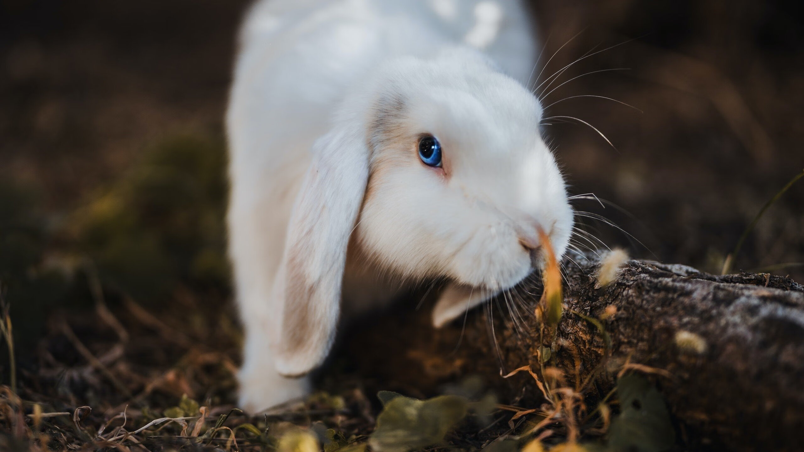 开云体育入口-库里效应,快船攻防转换制胜太阳的底层逻辑