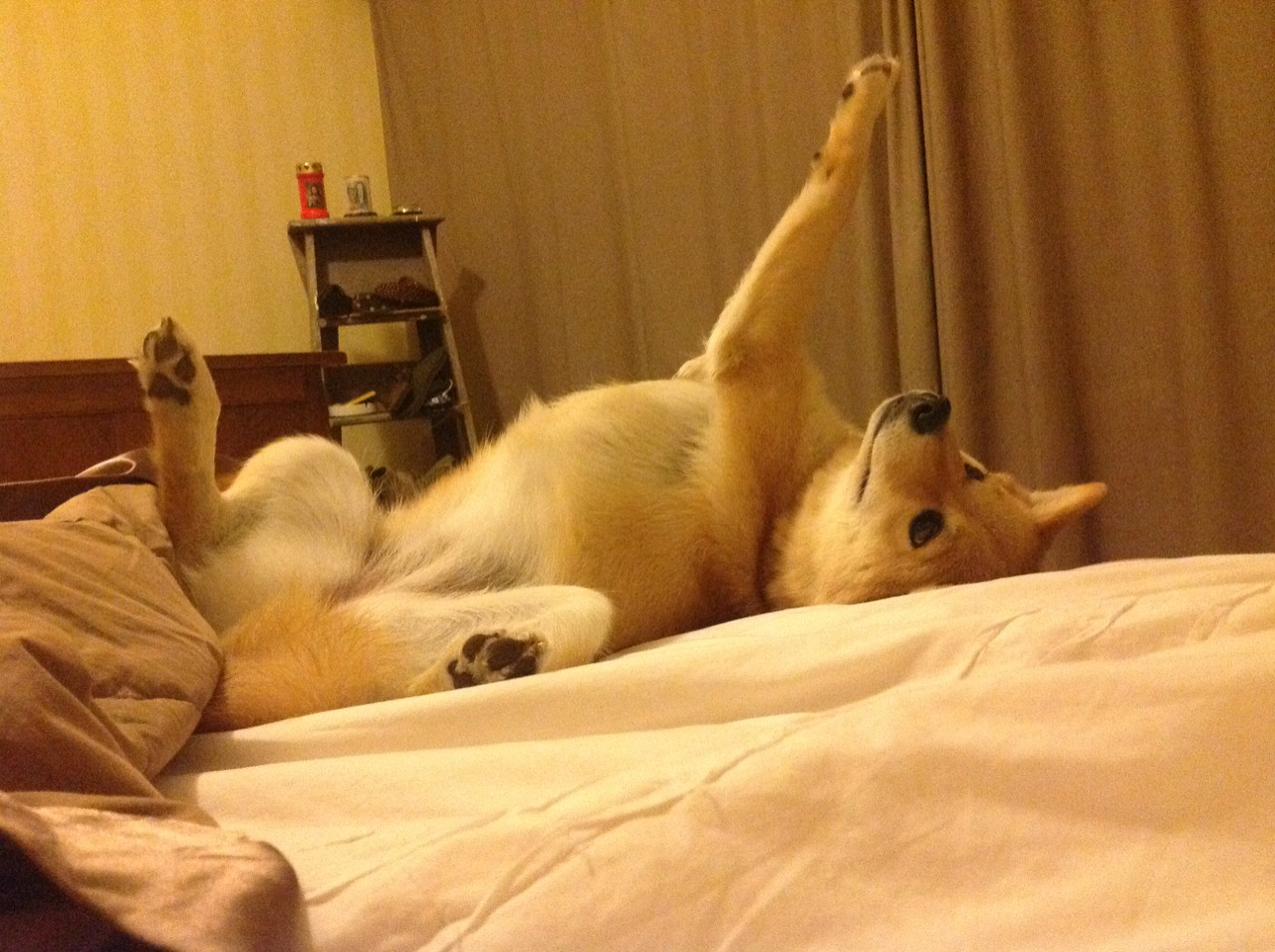 开云APP-东决关键战之夜,神祇只在今夜将他的恩赐命名为蒂亚戈时间