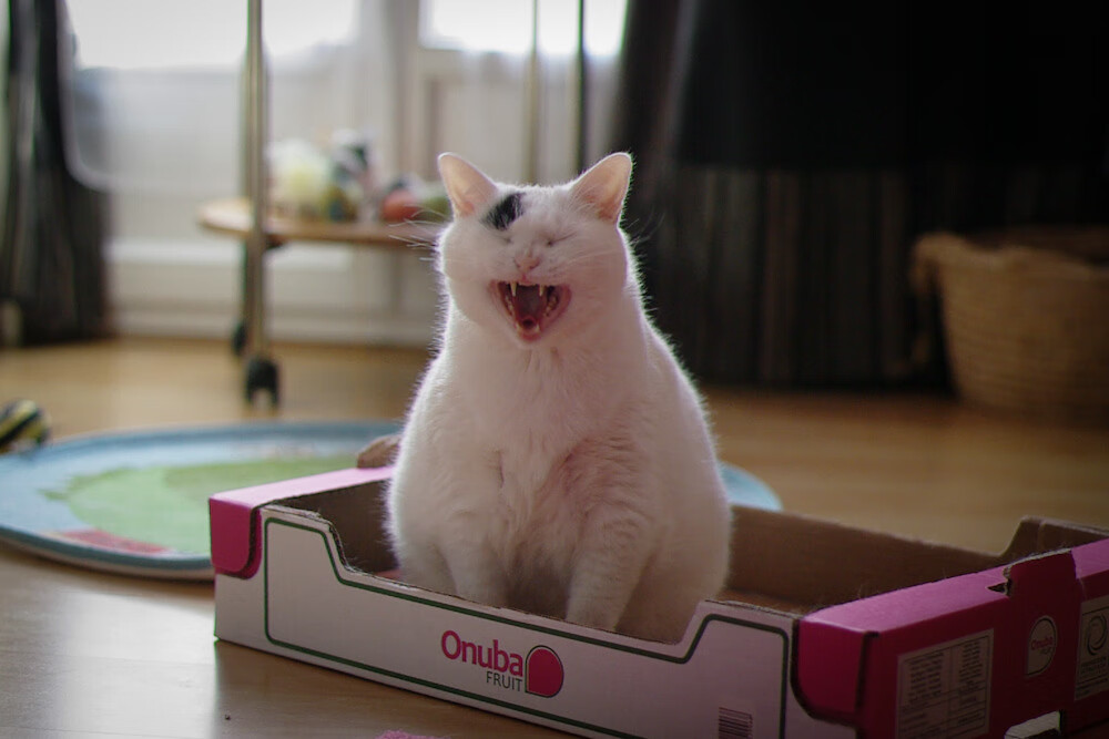 开云体育中国-纽约梦剧场与克洛普的叹息，当美国淘汰赛击碎安菲尔德神话