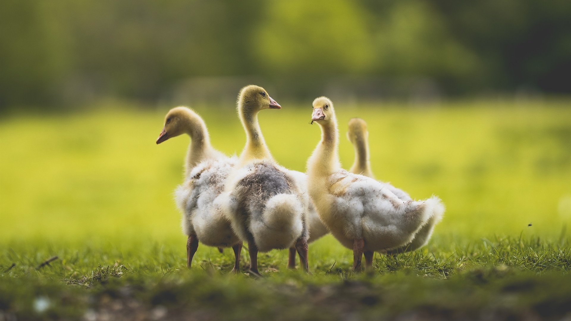 棋盘与利刃，当雷霆的战术铁壁遇上伦纳德的致命一击