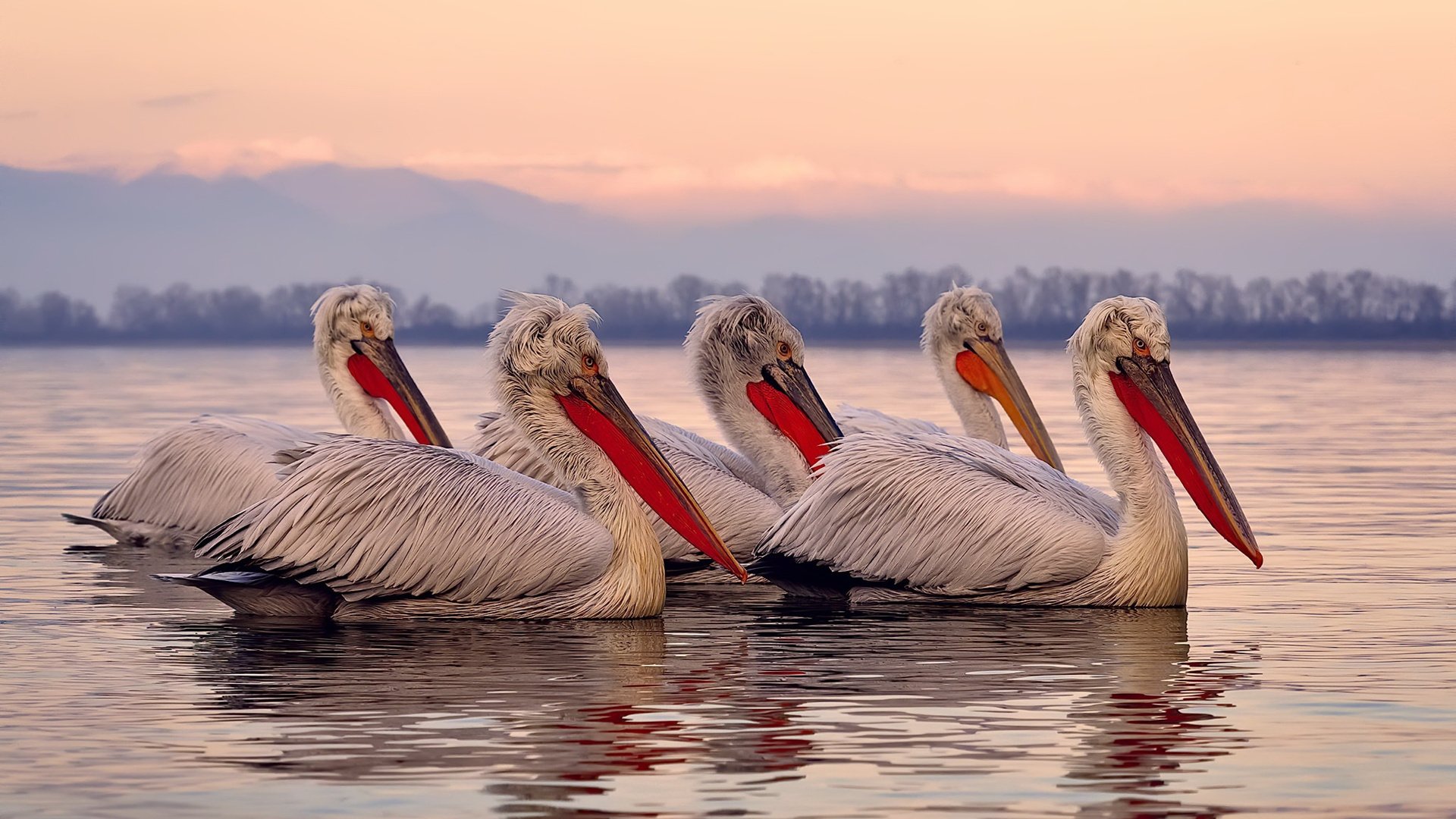 铁血意志对阵艺术流,当非洲雄狮的启示穿透欧洲足球心脏