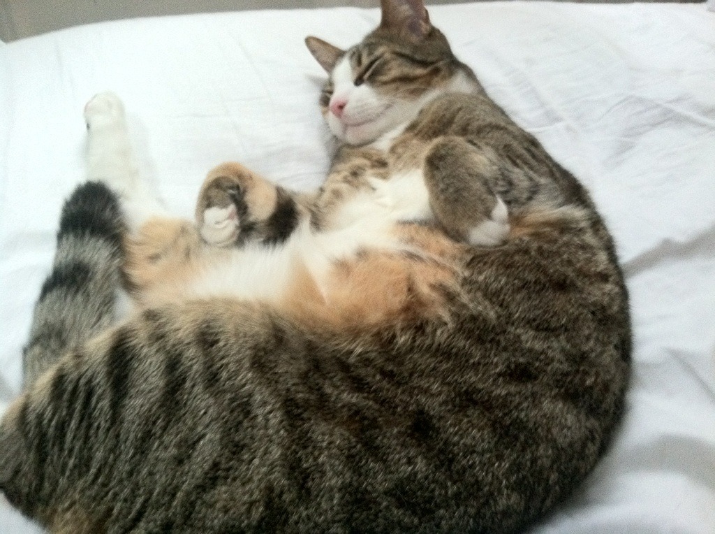 命运交错的体育史诗，足球王国与篮球魔王的硬仗交响