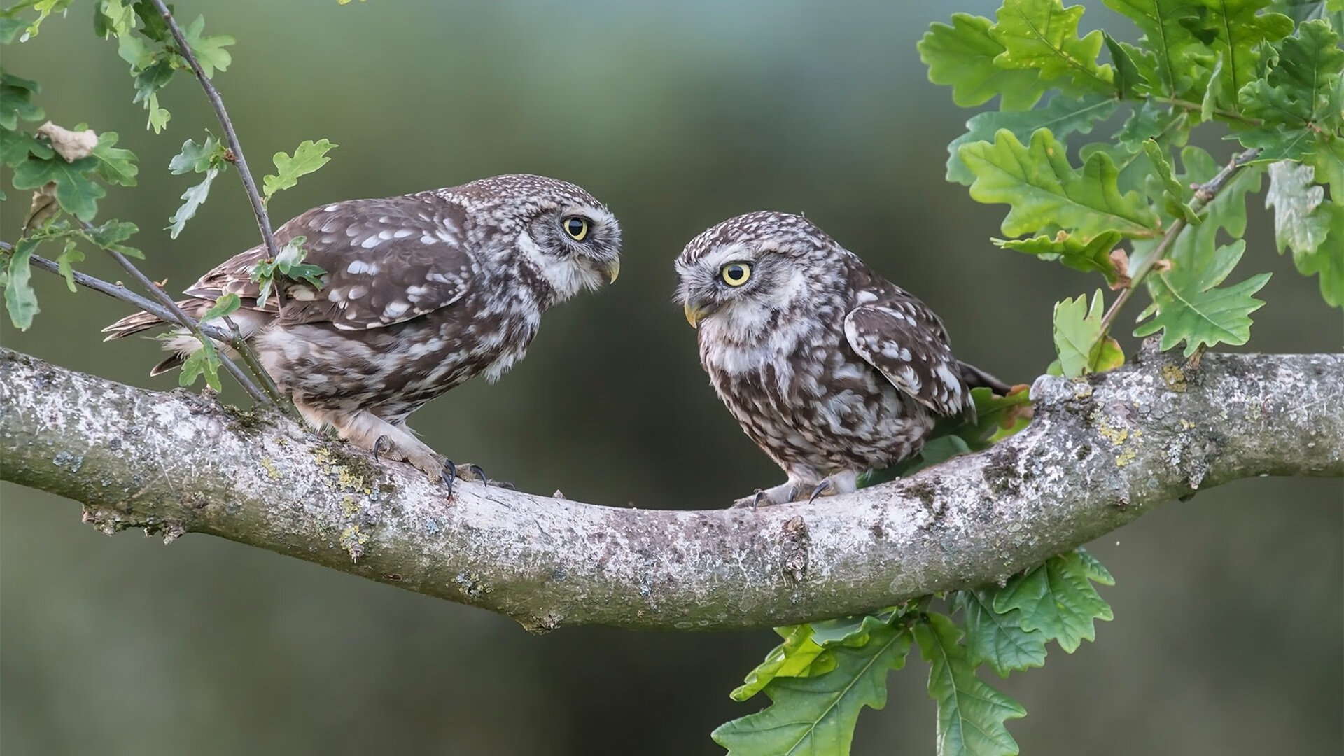 开云体育app-绞肉机对决！福克斯48分狂潮，压哨绝杀缔造费城新王