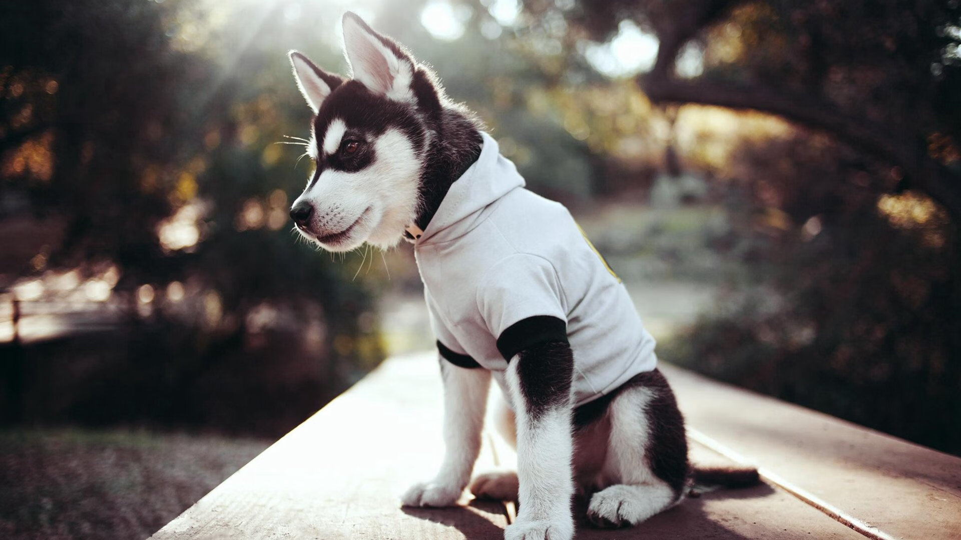 双重压力之夜，绿茵场与篮球馆的隔空共鸣