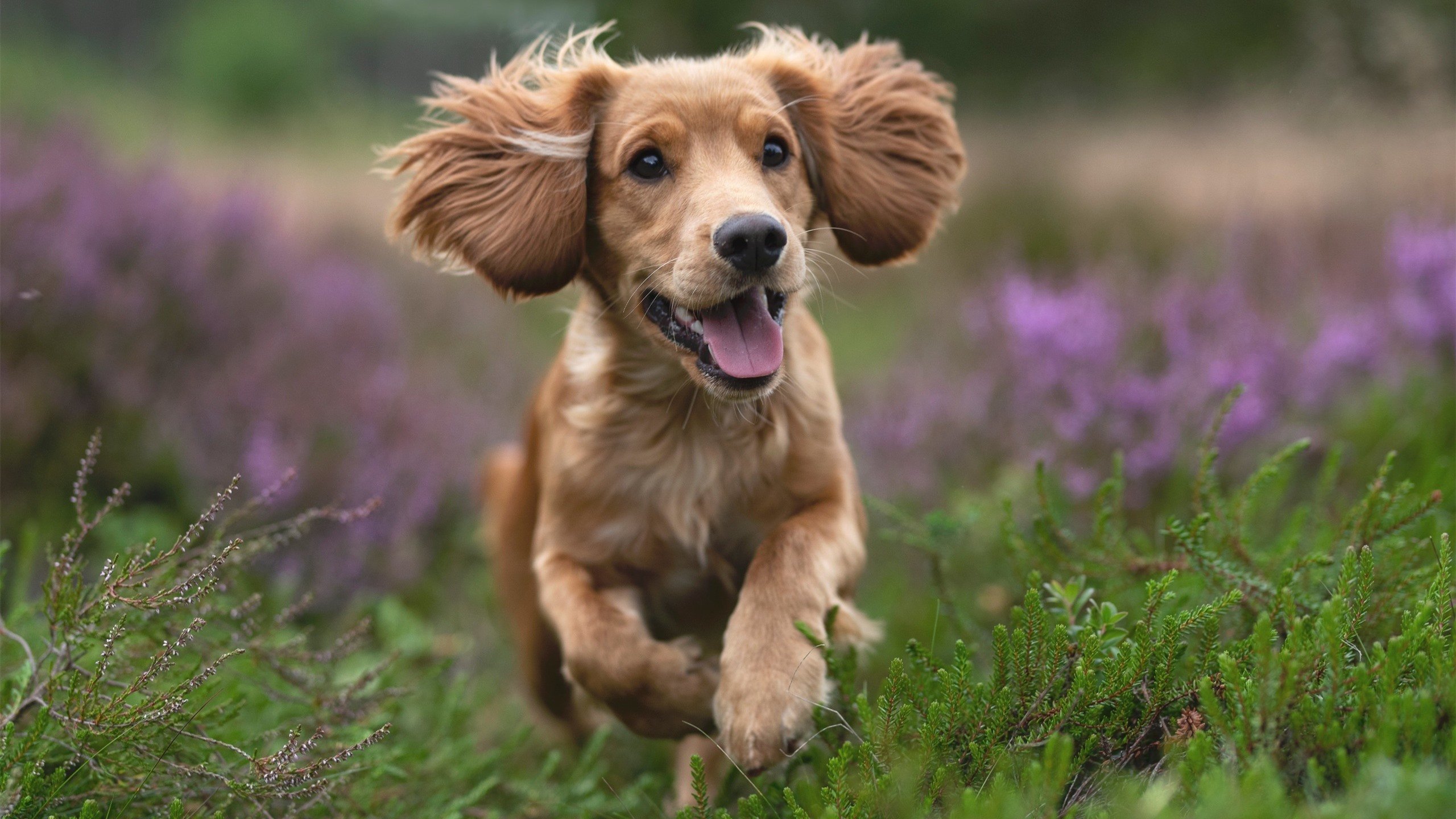 意甲焦点战的跨界启示，吉林队如何以独行侠精神爆冷？