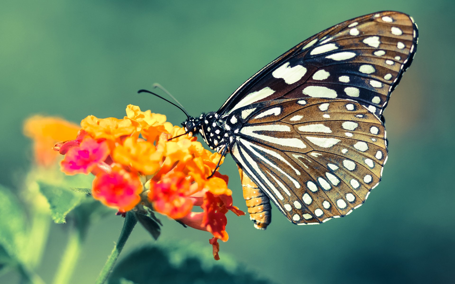 机械神谕与血脉苏醒，当魔术的冰冷系统遇见布克的历史时刻
